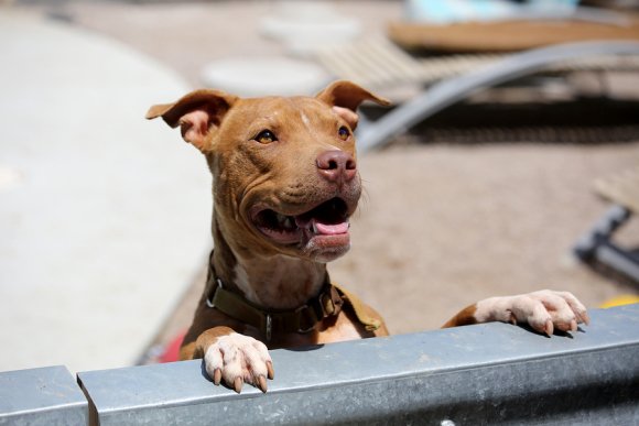 Pool Fencing Dog has put both his feet on the fence